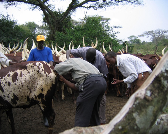 Cattle being examined during TicVac-U field trials at Ngoma state farm