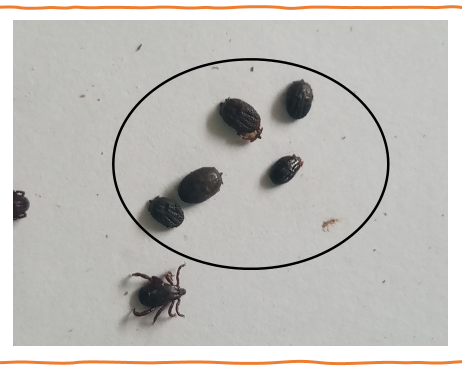 Dead nymphs (encircled) compared to the moulted young and unfed adult (with legs seen)