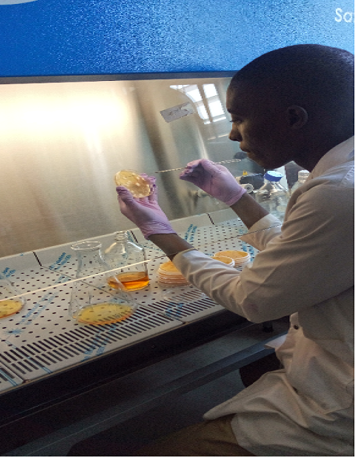 Yeast colonies containing the protein being cultured and grown in laboratory shaker