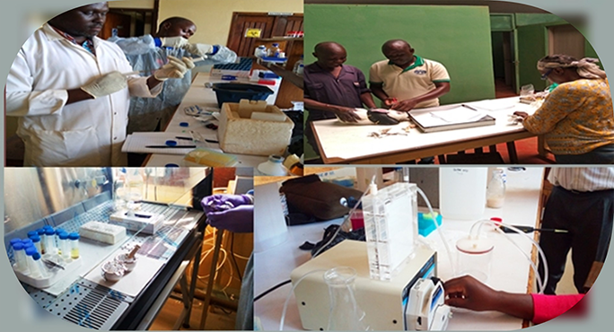 COVAB lab work and Ngoma farm activities
